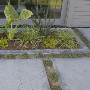 Plants and stepping stones in an landscaped outdoor area